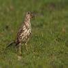 Mistle Thrush